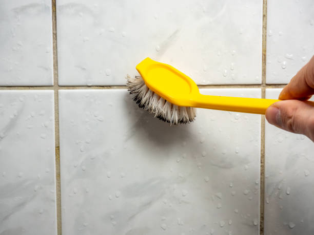 Best Commercial Mold Removal  in Belmont, WI