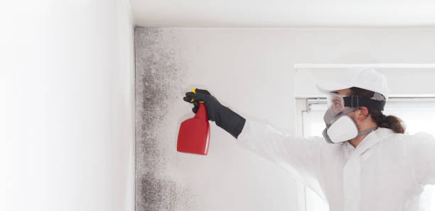 Best Affordable Mold Removal  in Belmont, WI